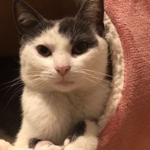 Meet your Posher, Amy